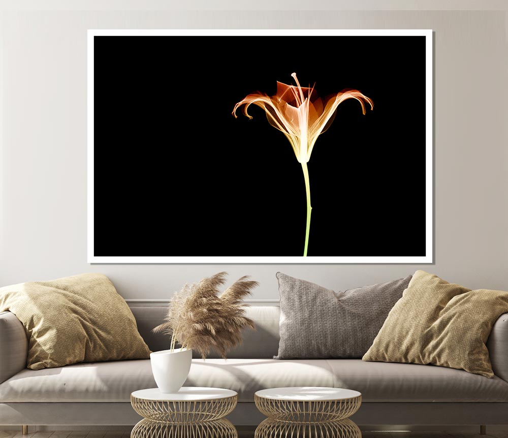 X Ray Orange Print Poster Wall Art