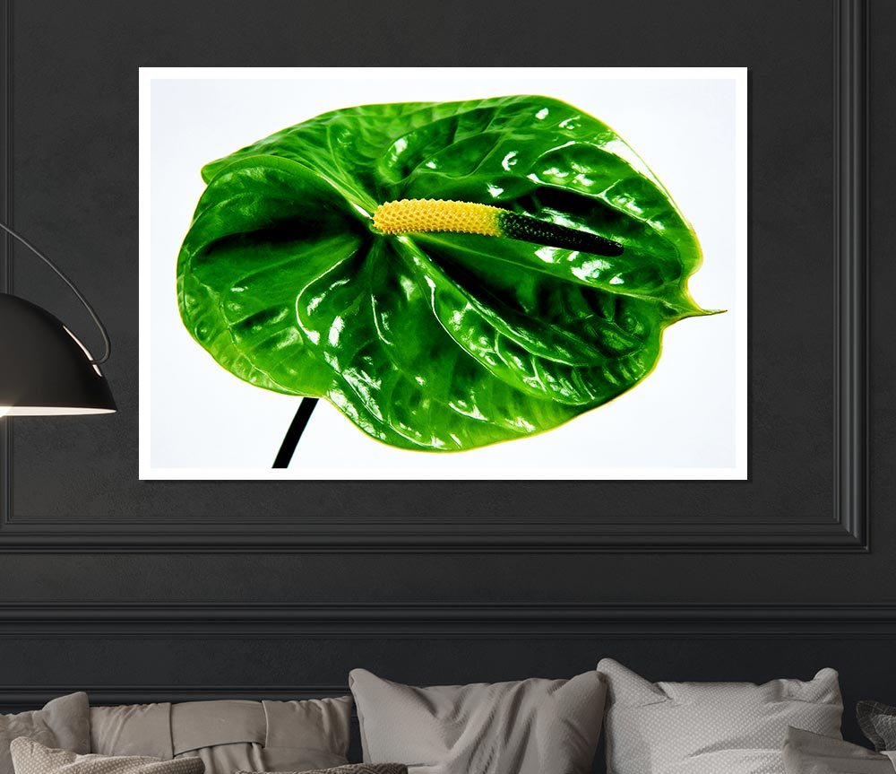 Anthurium Flower Print Poster Wall Art