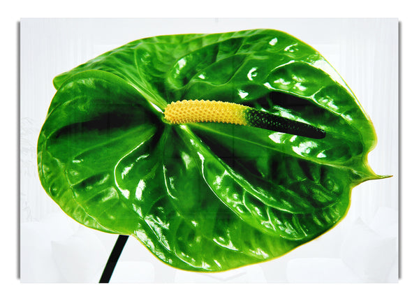 Anthurium Flower