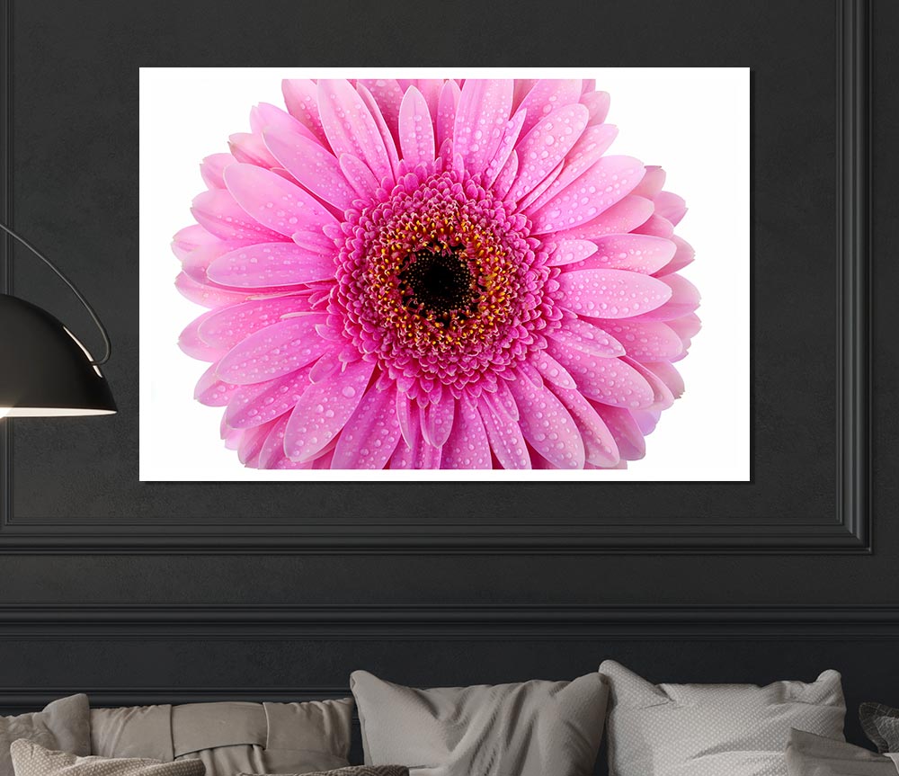 Baby Pink Dew Drop Gerbera Print Poster Wall Art