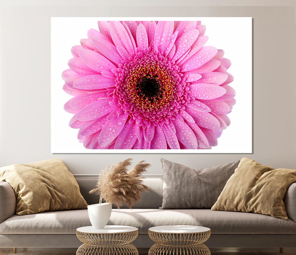 Baby Pink Dew Drop Gerbera Print Poster Wall Art