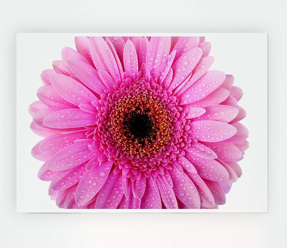 Baby Pink Dew Drop Gerbera Print Poster Wall Art