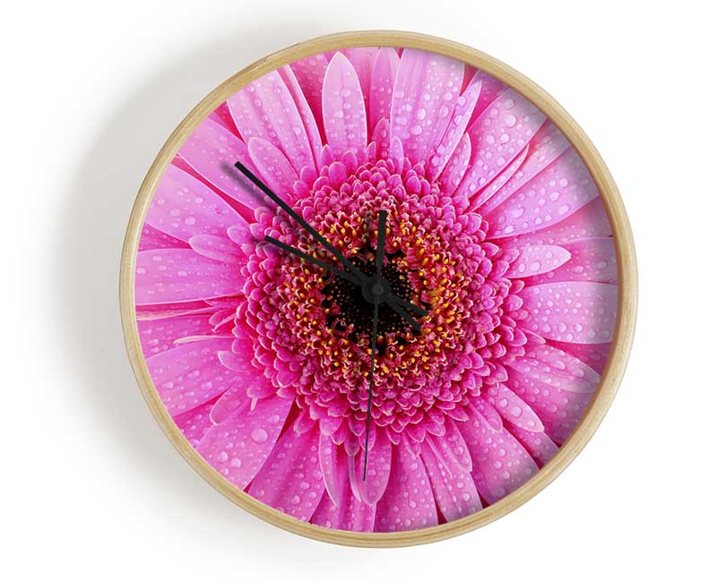 Baby Pink Dew Drop Gerbera Clock - Wallart-Direct UK