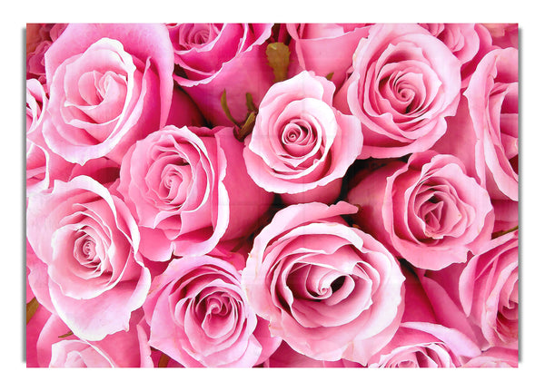 Special Pink Roses