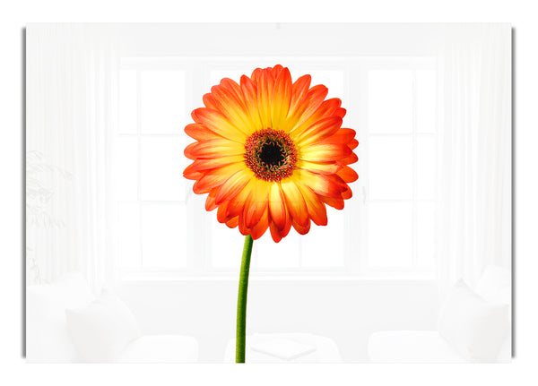 Orange Gerbera On White