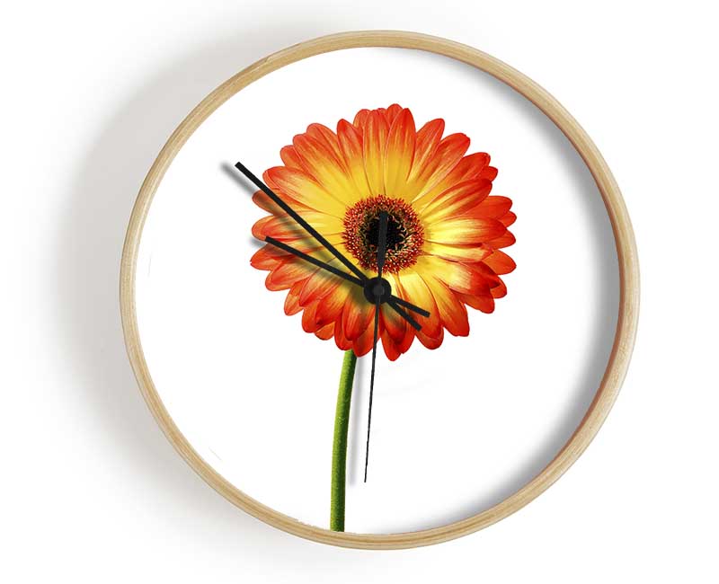 Orange Gerbera On White Clock - Wallart-Direct UK