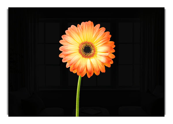 Orange Gerbera On Black