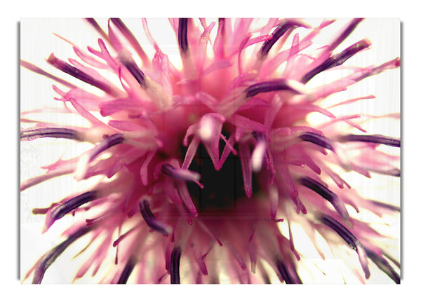 Pink Flower Head Explosion