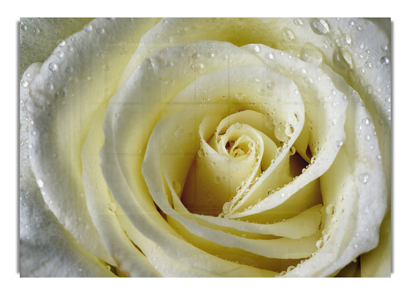 White Rose Petal Dew