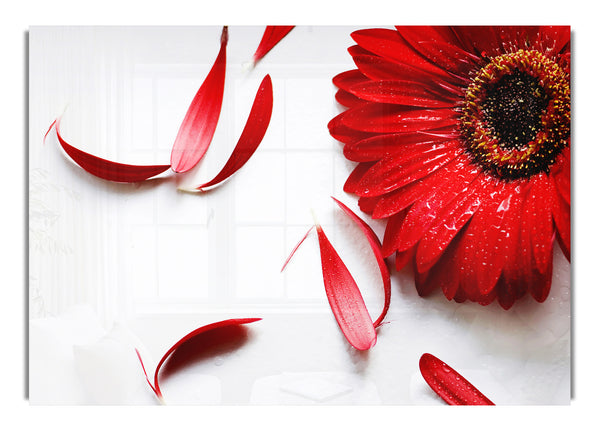 Red Gerbera Petals