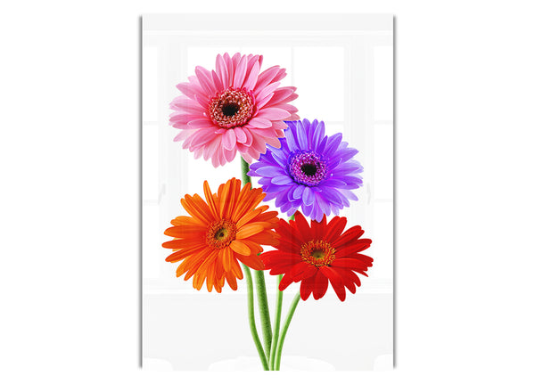 Gerbera Colours