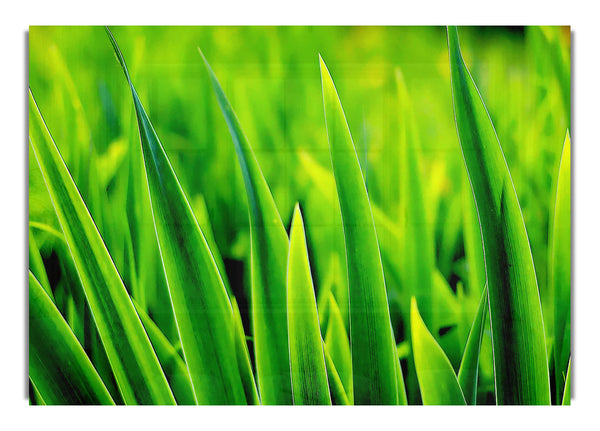 Green Leaf Shafts