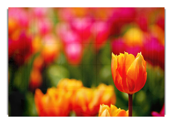 Orange Tulips In Bloom