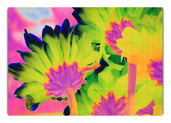 Psychedelic Petals