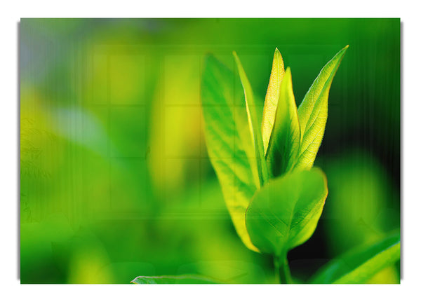 Green Leaf Flower