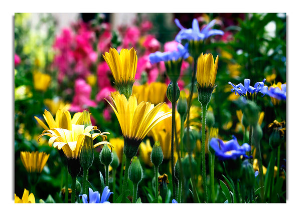 Vail Flowers In Colorado