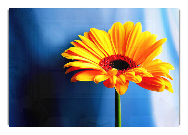 Single Orange Gerbera