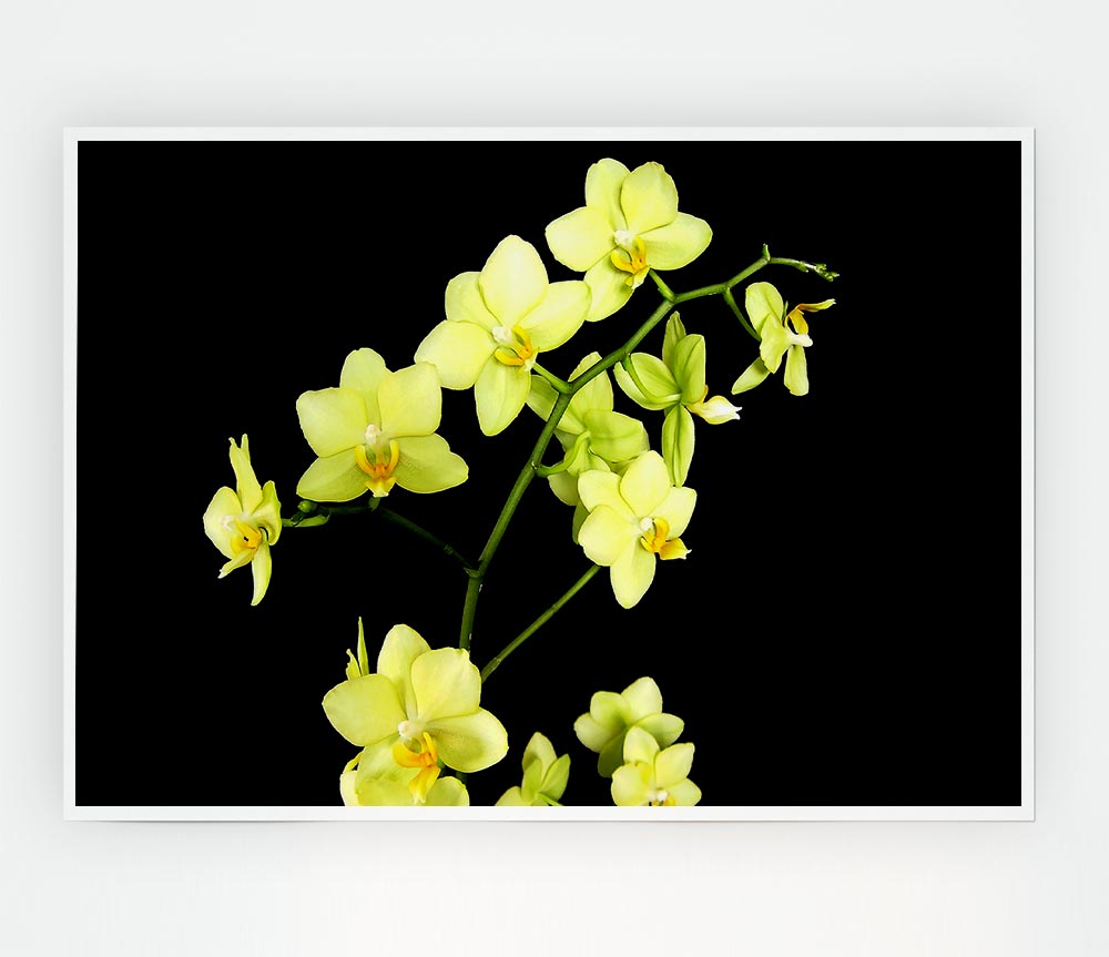 Yellow Star Flowers On Black Print Poster Wall Art