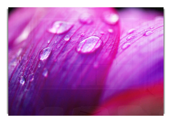 Pink Petal Dew