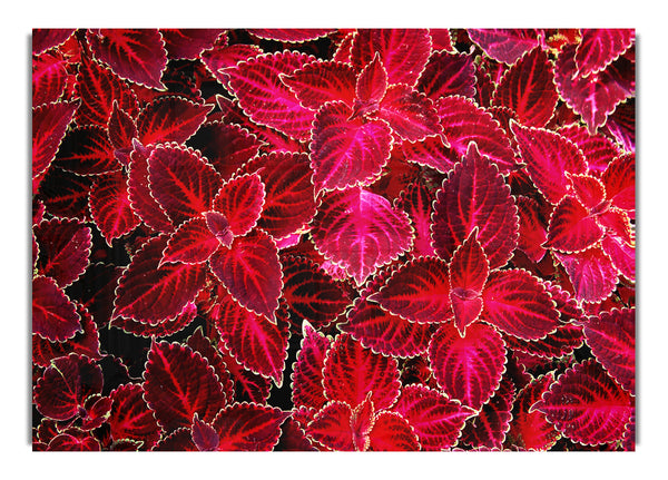 Deep Red Autumn Leafs