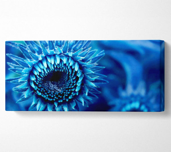 Blue Sunflower