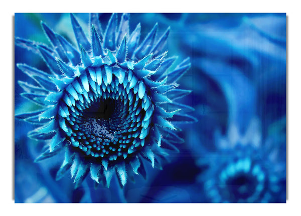 Blaue Sonnenblume