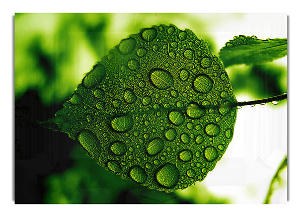 Morning Dew Leaf