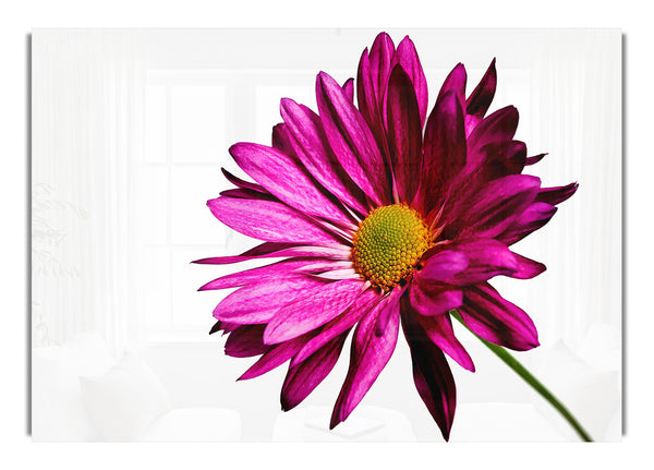 Single Cerise Daisy