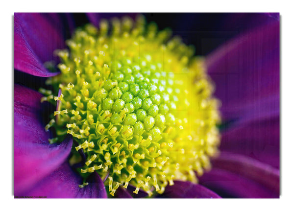 Purple Centre Of A Daisy