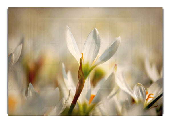 Snow Drops In Bloom