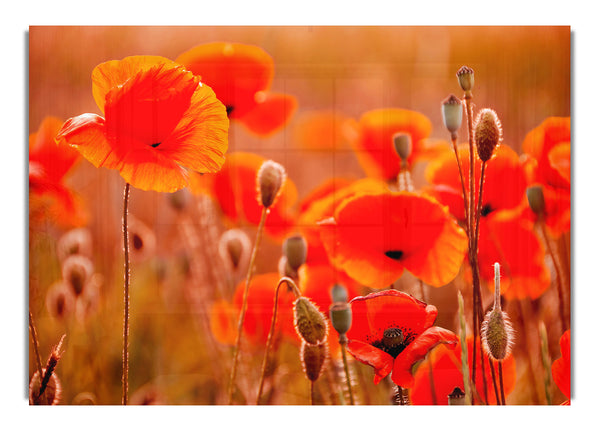 Orange Poppy Field