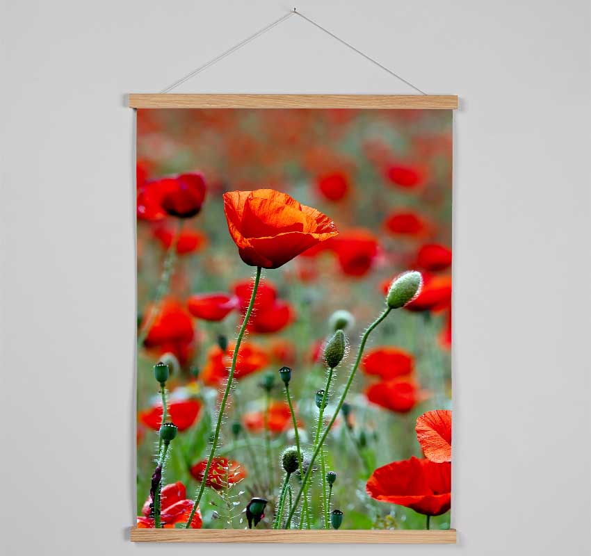 Red Poppy Field Galore Hanging Poster - Wallart-Direct UK