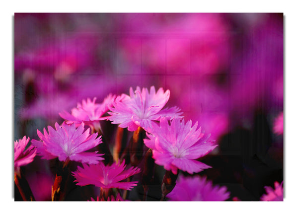 Pink Petal Beauty