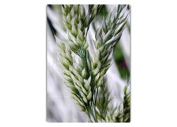 Soft Winters Barley