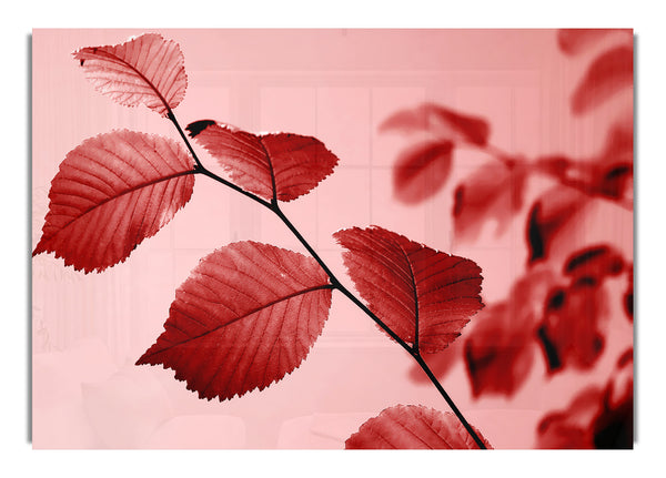 Red Leaves