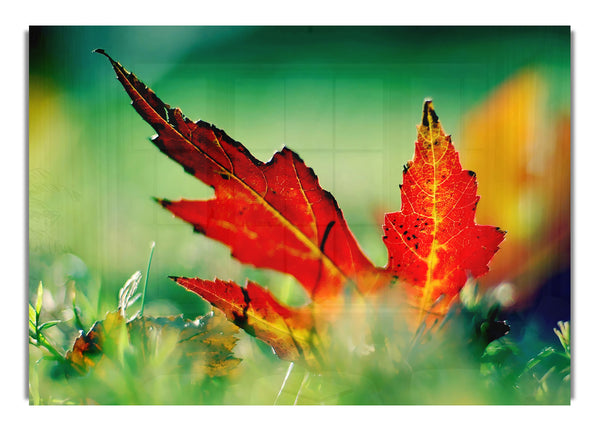 Autumn Red Leave On The Ground