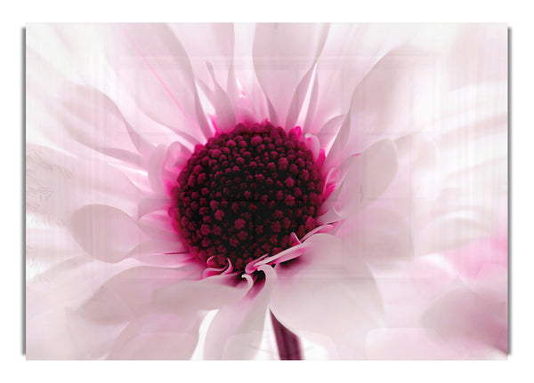 Pink Centre Daisy Flowers Canvasb