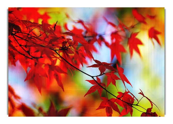 Red Leaves In The Winter Sun Flowers Canvasb