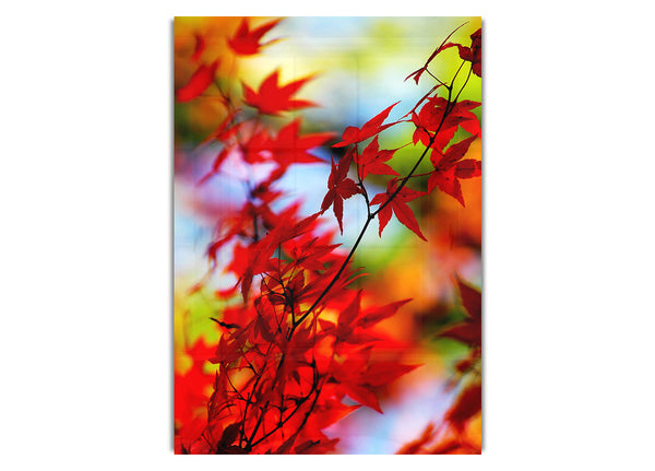 Autumn Leaves 1