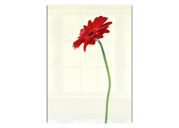 Single Red Gerbera