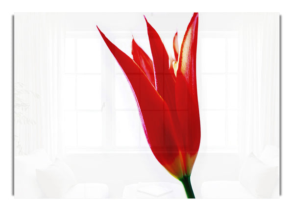 Single Fire Tulip