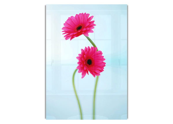 Cerise Daisy Duo On Blue