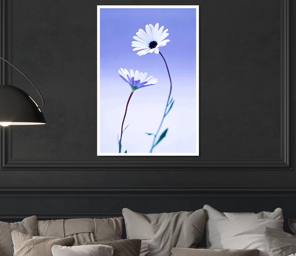 White Daisy Duo On Lilac Print Poster Wall Art