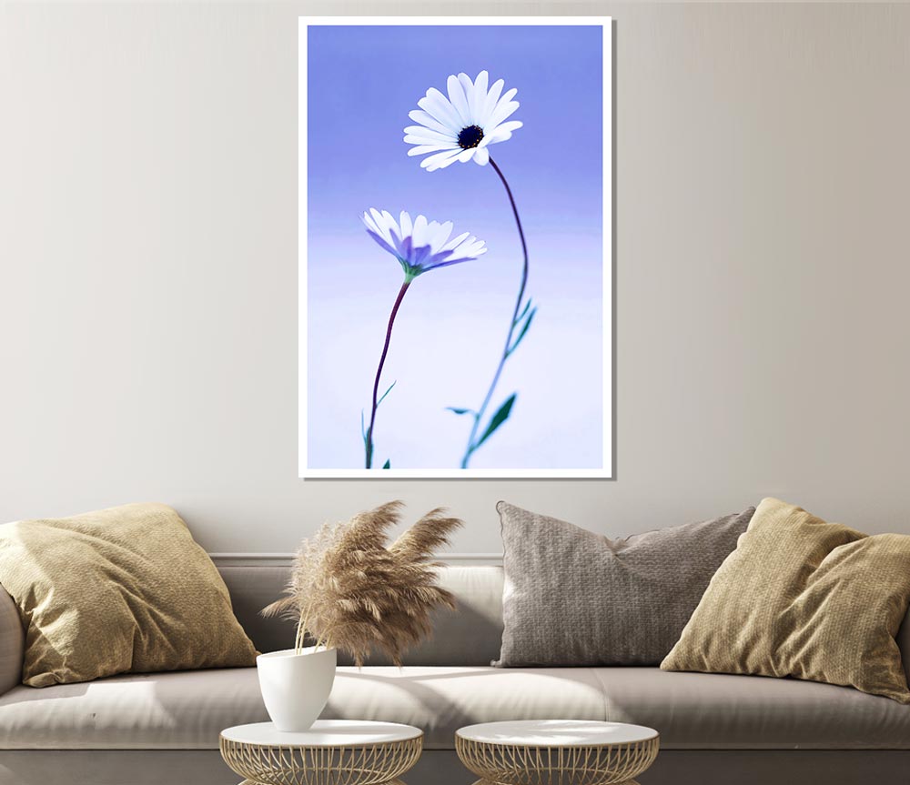 White Daisy Duo On Lilac Print Poster Wall Art