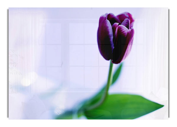 Single Purple Tulip