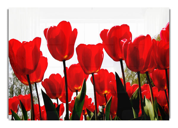 Red Tulip Skies Flowers Canvasb