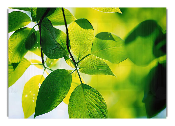 Green Leaves In Sunlight Flowers Canvasb