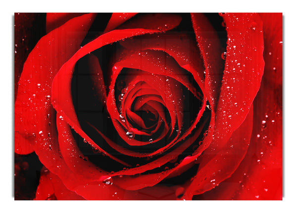 Close Up Of A Red Rose 1