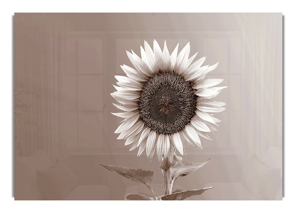 Sunflower Chocolate