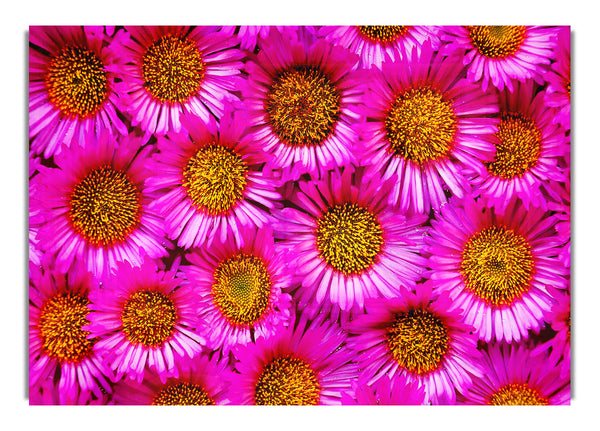 Sea Of Pink Flowers